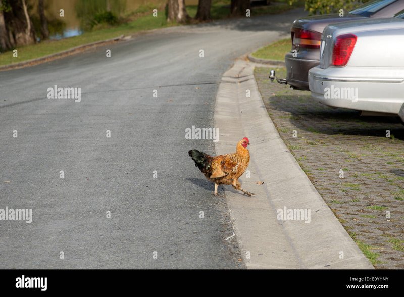 Image: Descubre los Secretos del Juego de Apuestas Masivo: Chicken Road en España