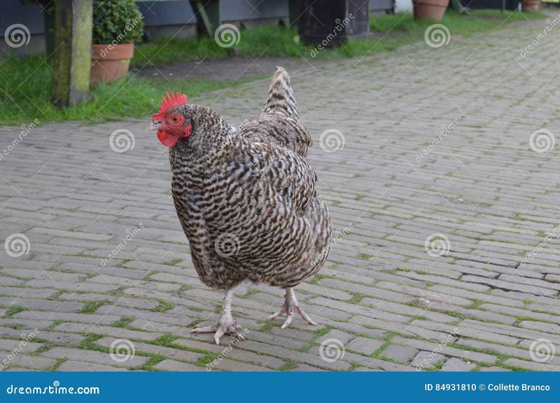 Chicken road online - Een Kijkje Op Chicken Road: Het Populaire Gokspel Online in Nederland Chicken road online - Een Kijkje Op Chicken Road: Het Populaire Gokspel Online in Nederland